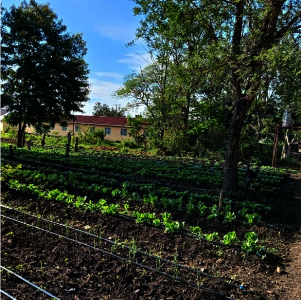 Blick auf eine Landparzelle mit Gemüsepflanzen aus dem Projekt in Siha/Tansania
